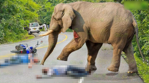 【閲覧注意】インドで今年に入って22人を殺している象が撮影される。これは最強最悪だわ…（動画あり）