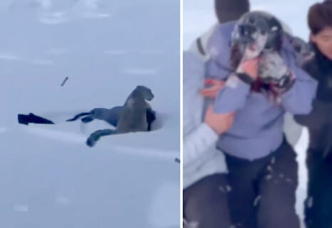 【閲覧注意】スキー場で「可愛い～！」と猛獣に近付いた女性、顔面崩壊させられる（動画あり）