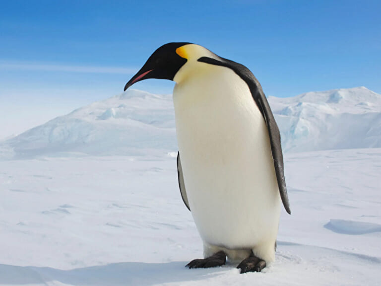 【閲覧注意】ロシア兵、ペンギンに擬態するも見破られて死亡してしまう・・・（動画あり）