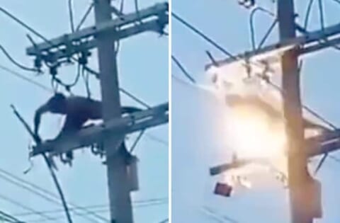 【閲覧注意】半グレ「電線盗んで金儲け♪」⇒ 天罰が下る瞬間（動画あり）