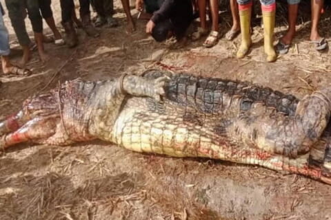 【閲覧注意】インドネシアの村を恐怖に陥れた人食いワニ、捕獲される。腹を切り裂いたらヤバすぎた…