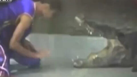 【閲覧注意】巨大ワニ、巨大ザメ、熊、ライオン… 動物に破壊・殺害された人間たちの動画まとめ