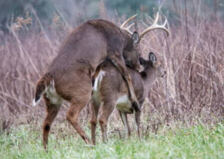【閲覧注意】発情期のシカに近付いた成人男性、”貫通” させられてしまう（画像あり）
