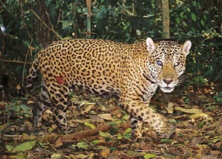 【閲覧注意】アマゾン最強の生物ジャガーに挑んだ馬鹿なハンター、グッチャグチャにされる