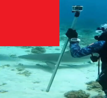 【恐怖映像】サメを撮影してたダイバー、そこに ”ガチの化け物” が現れサメを丸飲みしてしまう…