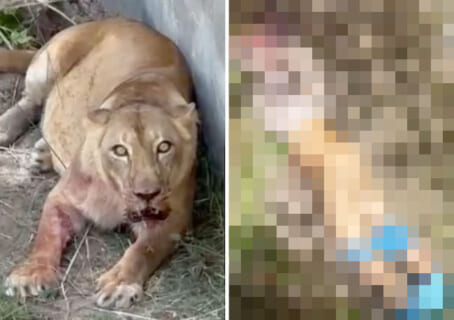 【閲覧注意】例の「動物園のライオンの檻に入った人間」の画像、想像以上にヤバい