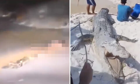 【閲覧注意】とある島で人間を捕食した「島の主」が捕獲される。デカすぎだろ…（人食い映像も）