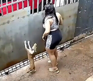 【閲覧注意】飼い犬がとんでもない殺され方した。監視カメラ映像晒すからちょっと見てくれ…