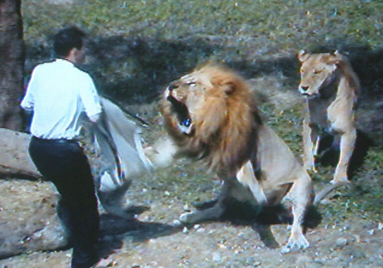 【閲覧注意】動物園から逃げ出したライオンに遭遇した人間、グッチャグチャにされる（動画あり）