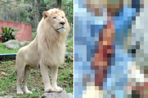 【閲覧注意】「可愛いね～」とホワイトライオンを撫でようとした酔っ払い、五体不満足に…