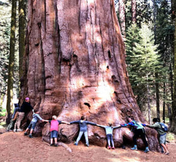 【閲覧注意】樹齢1000年の木、近付いた人間11名をとんでもない方法で殺してしまう