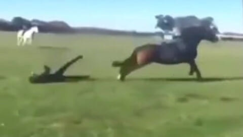 【閲覧注意】馬の調教師♀、馬に振り落とされブチ切れて殴ろうとするも、一蹴りで殺されてしまう…