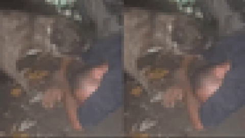 【閲覧注意】うちの工場では ”化け物” を飼っていて、金品泥棒はこうなる（動画あり）