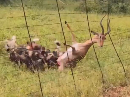 【閲覧注意】インパラ「動けない…このままだと…！」→ とんでもないグロ動画が撮影される