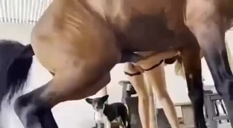 【エロ動画】人間の女性に挿入した馬、気持ち良すぎて30秒で中出ししてしまう・・・