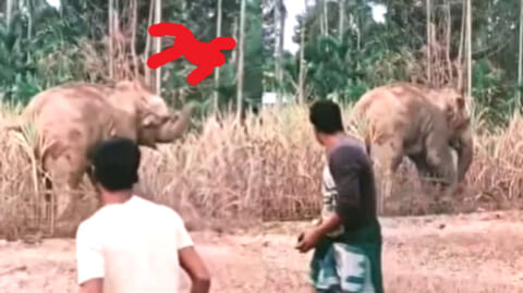 【閲覧注意】IQ70のゾウ、人間をとんでもない殺し方してしまう・・・（動画あり）