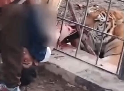 【閲覧注意】動物園で子供がトラに食べられる事件のグロ動画、これはヤバすぎる