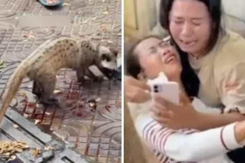 【閲覧注意】一攫千金を狙って「超貴重生物」を捕まえようとした女さん、重傷を負い泣き叫ぶ