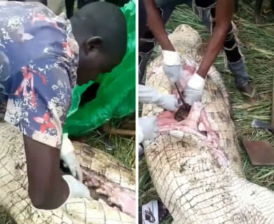 【閲覧注意】巨大ワニに丸飲みにされた子供を取り出す動画・・・・・