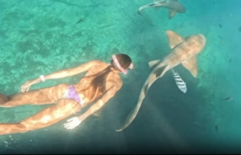 【閲覧注意】巨大ザメと泳いでる美女 ⇒ 今からヤバい事が起こります・・・（動画あり）