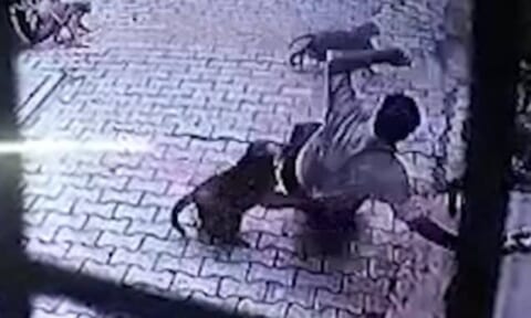 【閲覧注意】インドのホテル従業員、猿にこんな殺され方されるなんて予想もしないだろうな…（動画）
