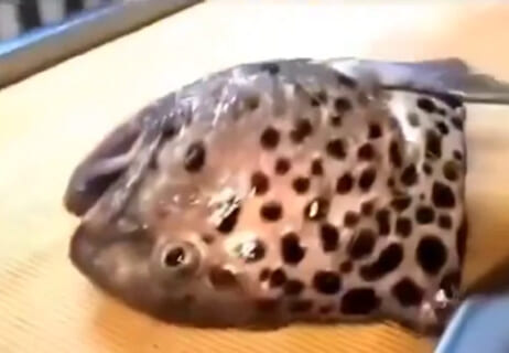 【驚愕】オオカミウオの頭を切断して放っておいたら・・・（動画あり）