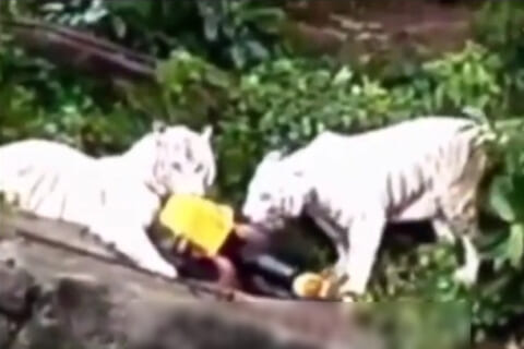 【閲覧注意】動物園のYouTubeに1つだけ見ちゃいけない動画があった…これ見てくれ…（動画あり）