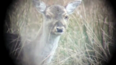 【閲覧注意】田舎の猟師、とんでもない動画を公開、大炎上してしまう…（動画あり）