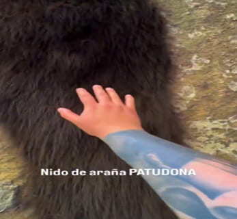 【閲覧注意】海外で流行ってる「コレに触ったら10万円チャレンジ」、出来るワケないだろ…