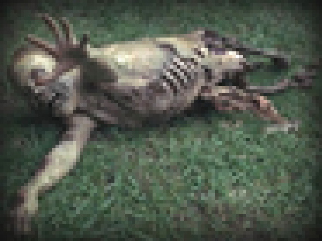 【閲覧注意】戦場の兵士、急に体を真っ二つに切断され焦りまくる・・・（動画あり）