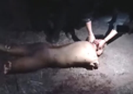 【閲覧注意】昨日アップされた「人間をダルマにしていく」グロ動画、ヤバすぎる