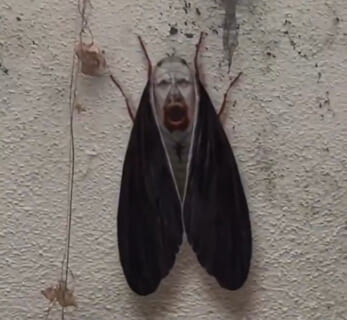 【閲覧注意】めっっっっっちゃ怖い蛾、見つかる…（動画あり）