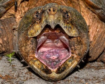 【驚愕】カミツキガメ、とんでもない生物を殺してしまう・・・（動画あり）