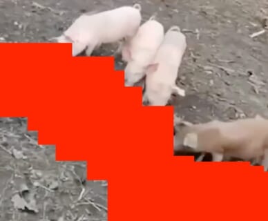 【閲覧注意】ウクライナ軍ドローンが捉えた「地獄の光景」、たった13秒で世界を震えさせる