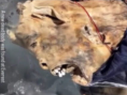 【閲覧注意】エベレスト山の8112m部分にとんでもないものがあった…登山者が公開してはいけない禁忌を公開