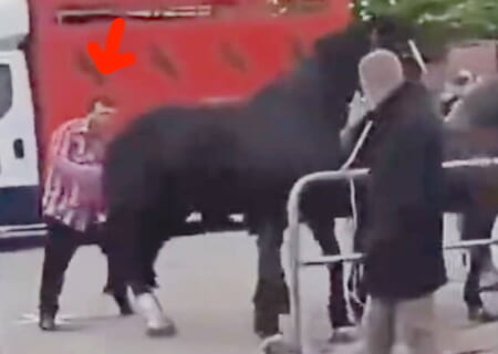 【衝撃映像】競馬場で馬にイタズラし続けた酔っ払い、この10秒後アホすぎる死に方します