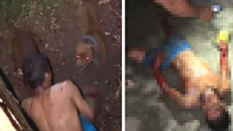 【閲覧注意】家主「泥棒が入ってきた！おいピットブルたち、殺していいぞ！」（衝撃動画）