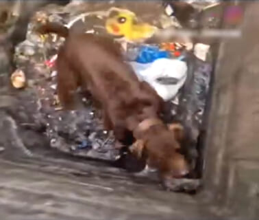 【閲覧注意】ピットブル犬をドブネズミだらけの巨大ゴミ箱に放り込む動画・・・・・