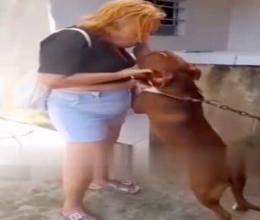 【閲覧注意】ピットブルを舐め腐ってたおばちゃん、食い千切られる（動画あり）