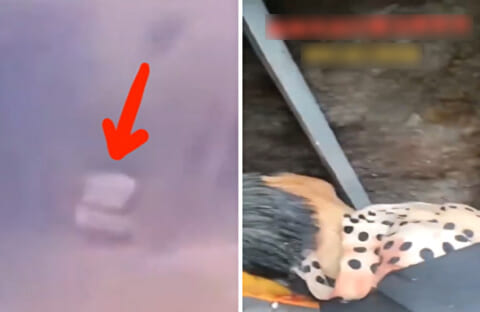 【閲覧注意】山道でバスが巨大な岩の下敷きに… ⇒ 6人死亡した恐ろしすぎるビフォーアフター