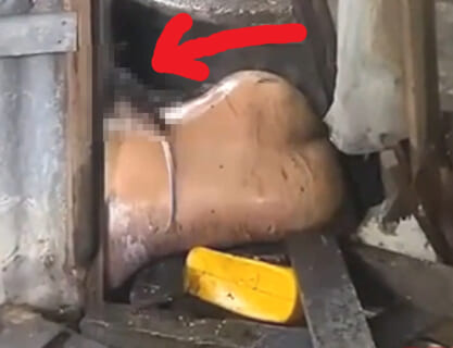 【閲覧注意】オーストラリア人、とんでもない生物に殺されてしまう・・・・・（動画あり）
