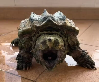 【閲覧注意】ワニガメを使った実験、失敗してしまう・・・・・（動画あり）