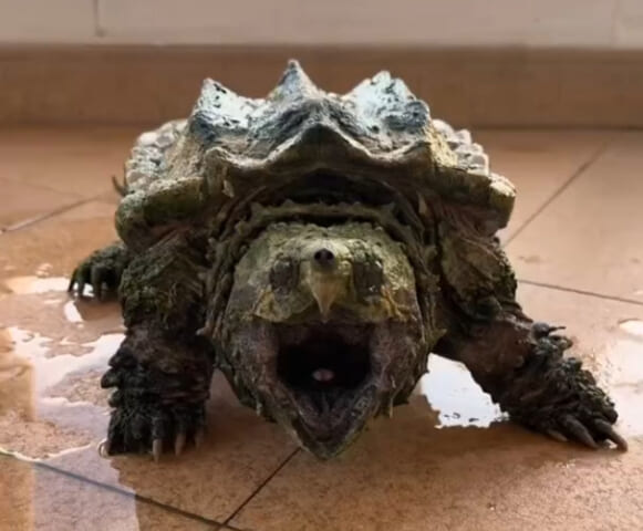 【閲覧注意】ワニガメを使った実験、失敗してしまう・・・・・（動画あり）