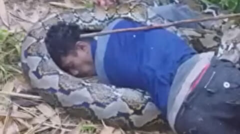 【閲覧注意】７ｍのニシキヘビが人間を殺してる現場に出くわした動画、地獄絵図すぎる…