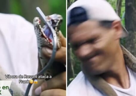 【閲覧注意】4大毒蛇「ラッセルクサリヘビ」を舐めてた男、毒液を顔射され終わる（動画あり）