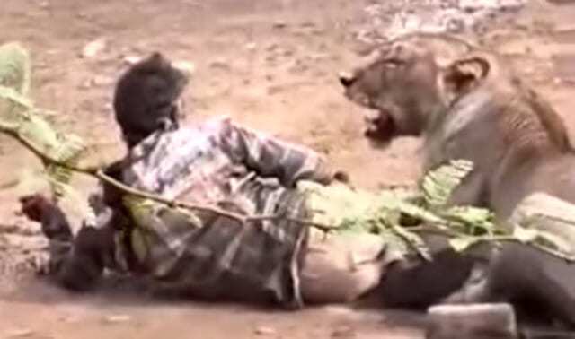 【閲覧注意】ライオンに殺されてる途中の人間が「ライオンを撫でた」結果・・・（動画あり）