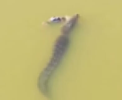 【閲覧注意】ボートを修理しようと川に飛び込んだ男性、モンスター級の化け物に食われ死亡…（動画あり）
