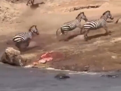 【閲覧注意】シマウマ、ワニに内臓を全部抜き取られたのに走り続けてしまう…（動画あり）