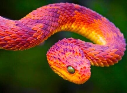 【閲覧注意】幻の毒蛇「五歩蛇」を飼ってた人間、噛まれてしまった結果・・・（画像あり）