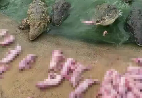 【閲覧注意】中国の動物園、人間がやってはいけない事をやってしまう・・・（動画）